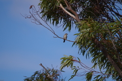 Melithreptus brevirostris