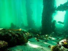 Atypichthys strigatus