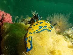 Tambja verconis
