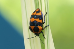 Poecilocoris druraei