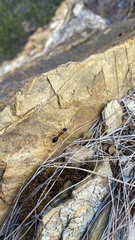 Camponotus nigriceps