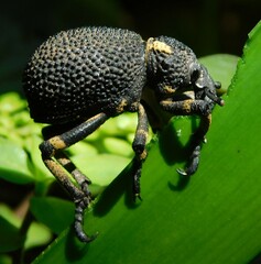 Brachycerus congestus