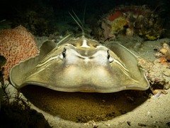 Trygonorrhina dumerilii