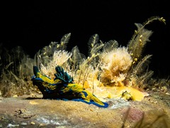 Tambja verconis