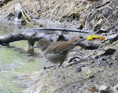 Sulawesi Babbler (Pellorneum celebense), photo 5