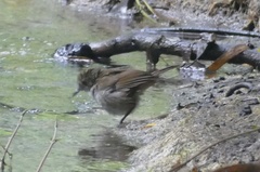 Pellorneum celebense