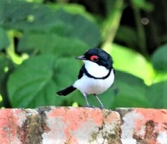Platysteira peltata peltata