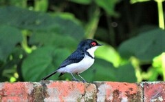 Platysteira peltata peltata