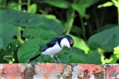 Platysteira peltata peltata