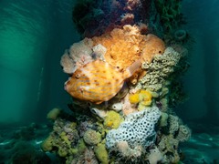 Eubalichthys mosaicus