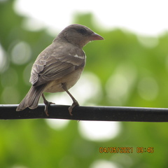 Gymnoris xanthocollis