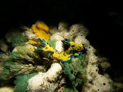 Tambja verconis