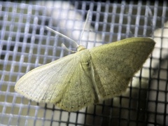 Scopula optivata