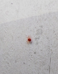 Trombidiformes