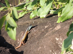 Trachylepis quinquetaeniata