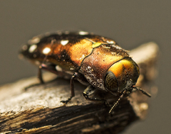 Diphucrania albosparsa