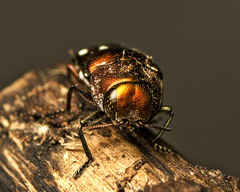 Diphucrania albosparsa