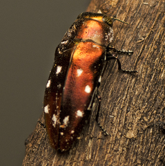 Diphucrania albosparsa