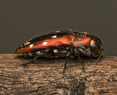 Diphucrania albosparsa