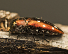 Diphucrania albosparsa