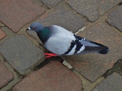Columba livia domestica