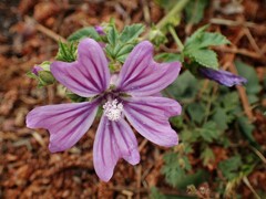 Malva sylvestris