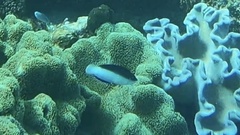 Anampses neoguinaicus