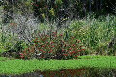 Erythrina crista-galli