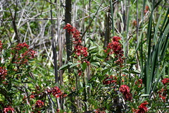 Erythrina crista-galli