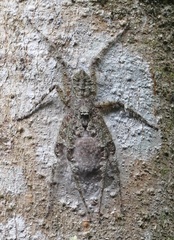 Pandercetes