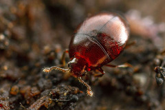 Histeridae