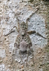 Pandercetes