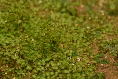 Fissidens incurvus