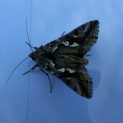 Chrysodeixis argentifera