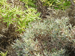 Ulex erinaceus