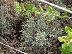 Ulex erinaceus