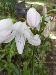 Crinum moorei