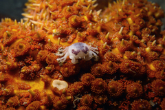 Pinnotheres hickmani