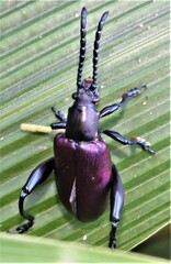 Sagra bicolor