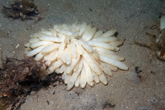 Sepioteuthis australis