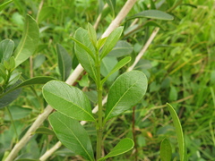 Citharexylum