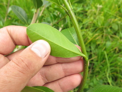 Citharexylum