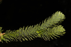 Araucaria araucana