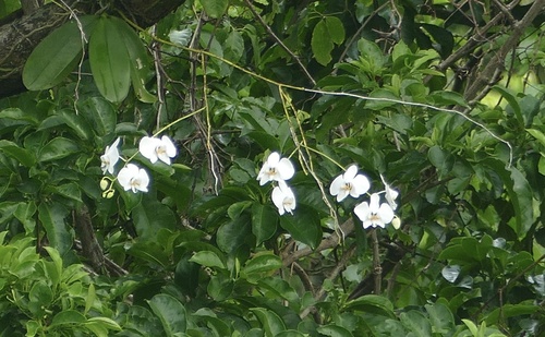 Foto de Orquídea borboleta