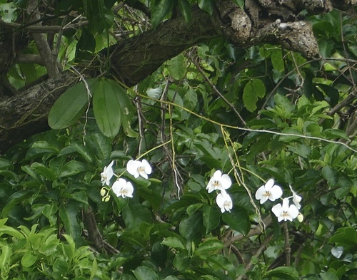Foto de Orquídea borboleta
