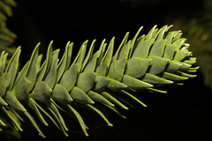 Araucaria araucana