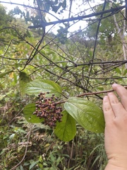 Viburnum erubescens