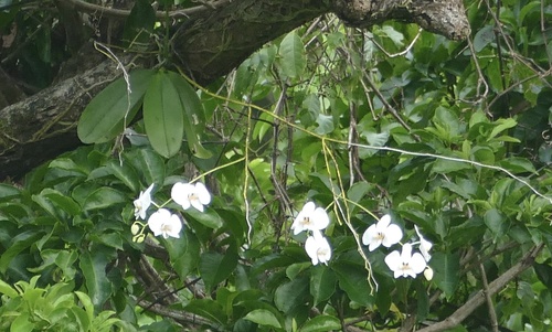Foto de Orquídea borboleta