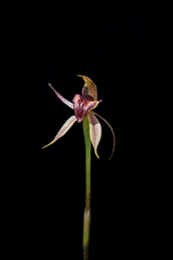 Caladenia tessellata