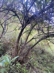 Viburnum erubescens